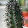 cereus_aethiops_1